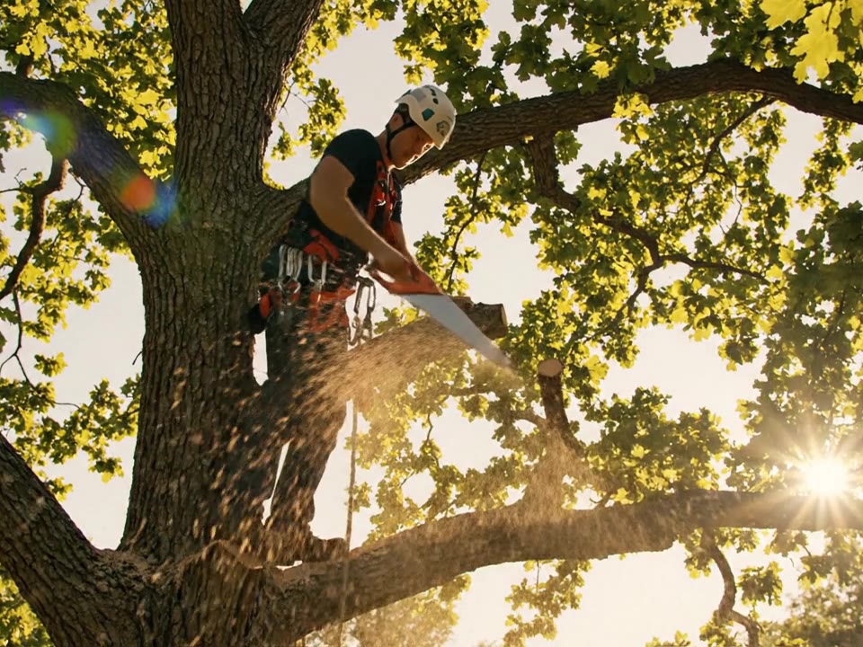A professional tree crew working safely in a residential yard